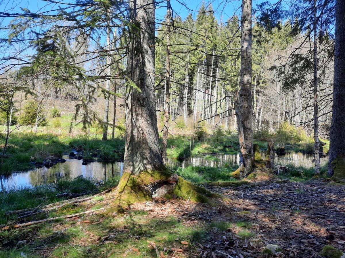 Ferienwohnung Dahlie Grafenhausen Buitenkant foto